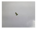 Fits BRP Plastite Screw M6 X 20, OEM Part # 420241730