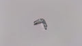Can-Am Fixation Plate, OEM Part # 705600631