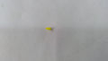 BRP Seal<, OEM Part # 710002664